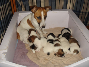 Elsie and Puppies